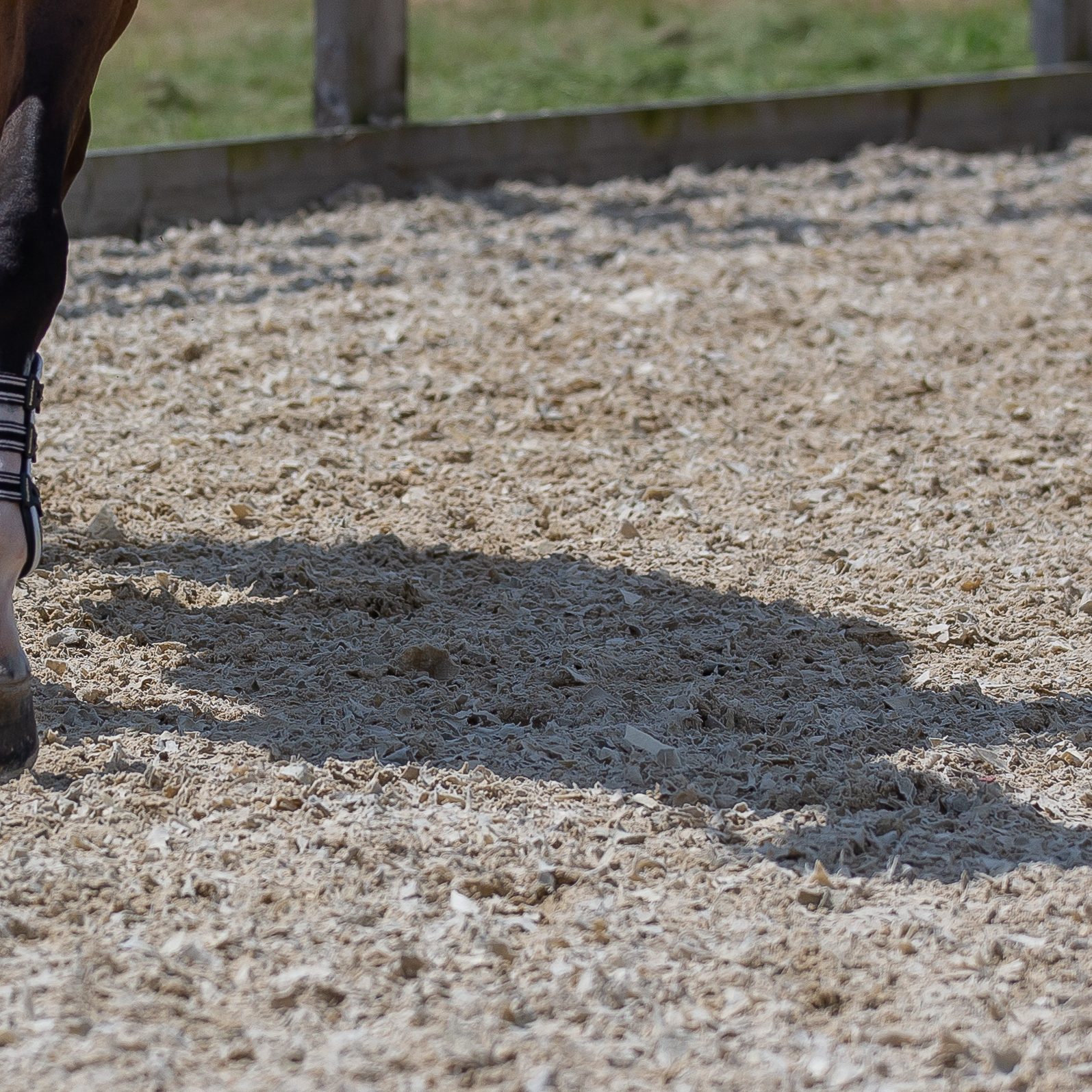 Breen Sport Horses, Glenard Farm, Henfield Road, Albourne, West Sussex,  United Kingdom. GBR.  ~ MANDATORY Credit Elli Birch/Bootsandhooves – NO UNAUTHORISED USE – 07745909676