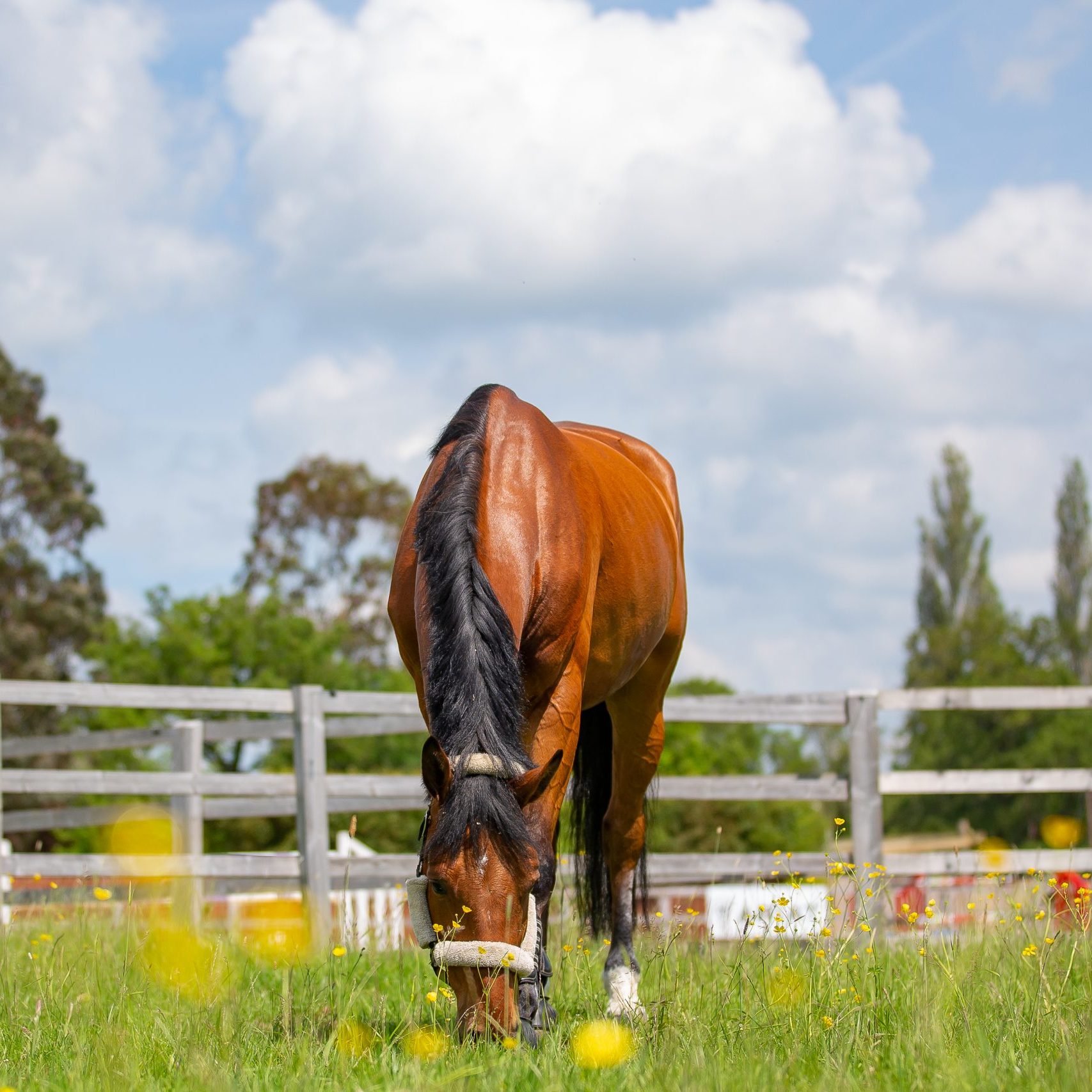 Breen Sport Horses, Glenard Farm, Henfield Road, Albourne, West Sussex,  United Kingdom. GBR.  ~ MANDATORY Credit Elli Birch/Bootsandhooves – NO UNAUTHORISED USE – 07745909676